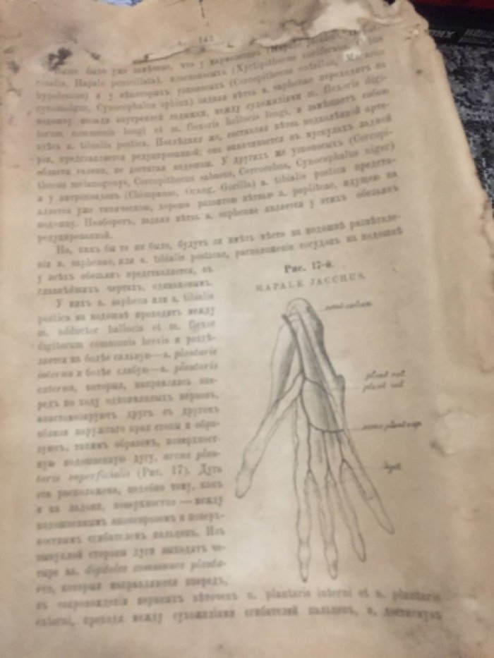 Поповский И. (проф). Артериальная система у обезьян сравнительно с расположением ее у человека. (с 17 рис.в тексте).