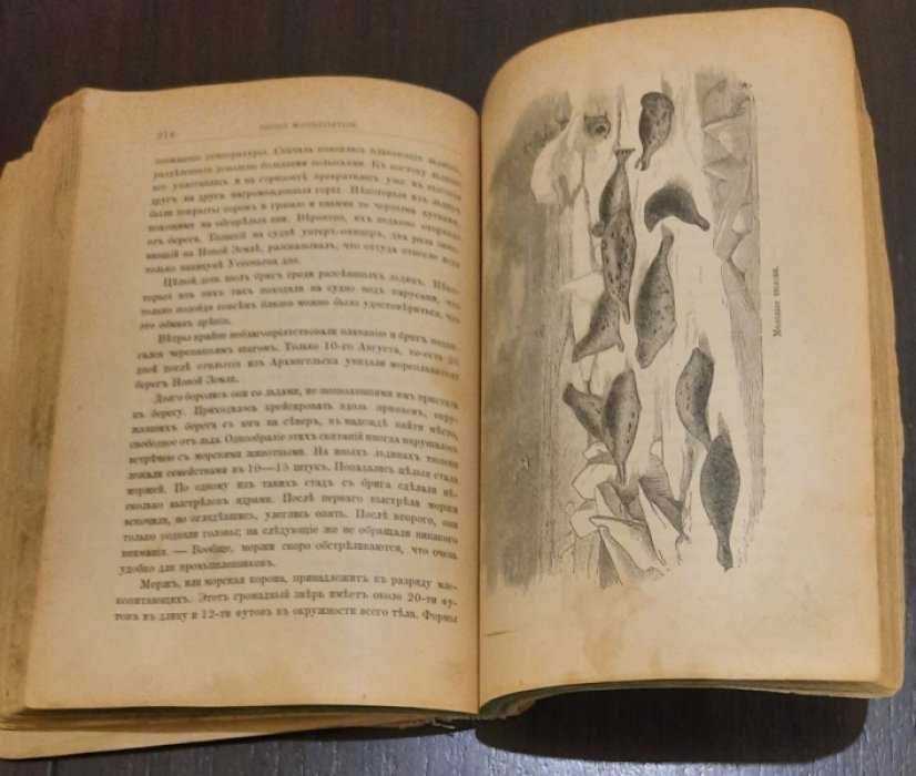 Лялина М. А. Русские мореплаватели, арктические и кругосветные.