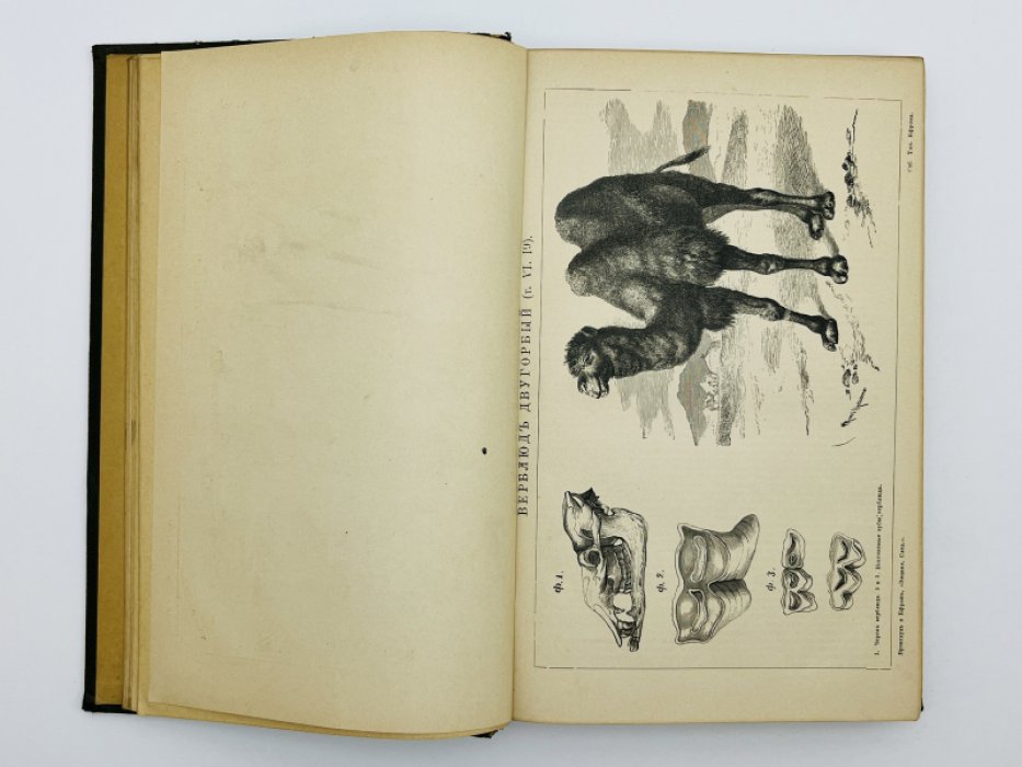 Брокгауз Ф.А., Ефрон И.А. Энциклопедический словарь. Том VI (полутом 11). Венцано - Винона