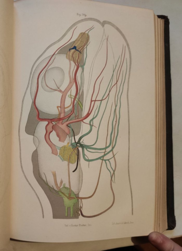 Dr. Robert Wiedersheim (д-р Роберт Видерсхаим) Grundriss der vergleichenden Anatomie der Wirbelthiere. Fuer studierende bearbeitet.