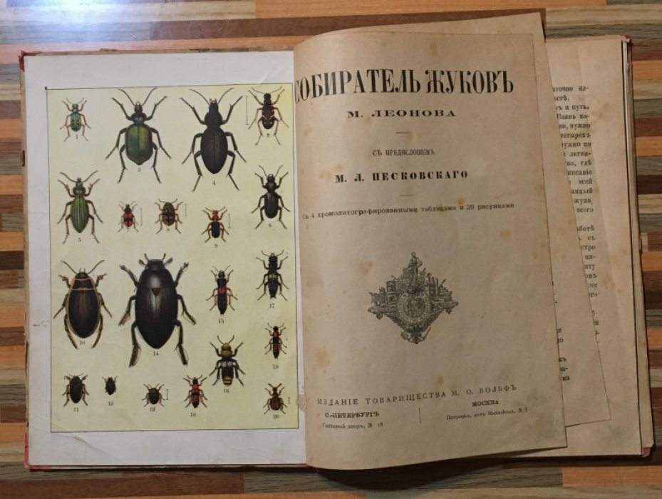 Леонова М. Собиратель жуков.