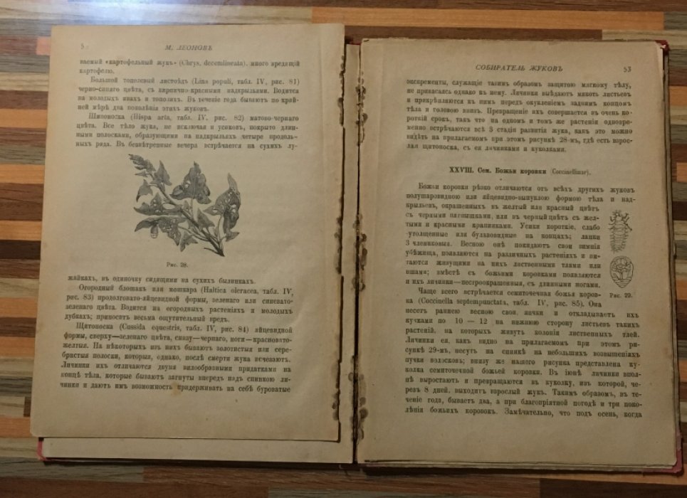 Леонова М. Собиратель жуков.