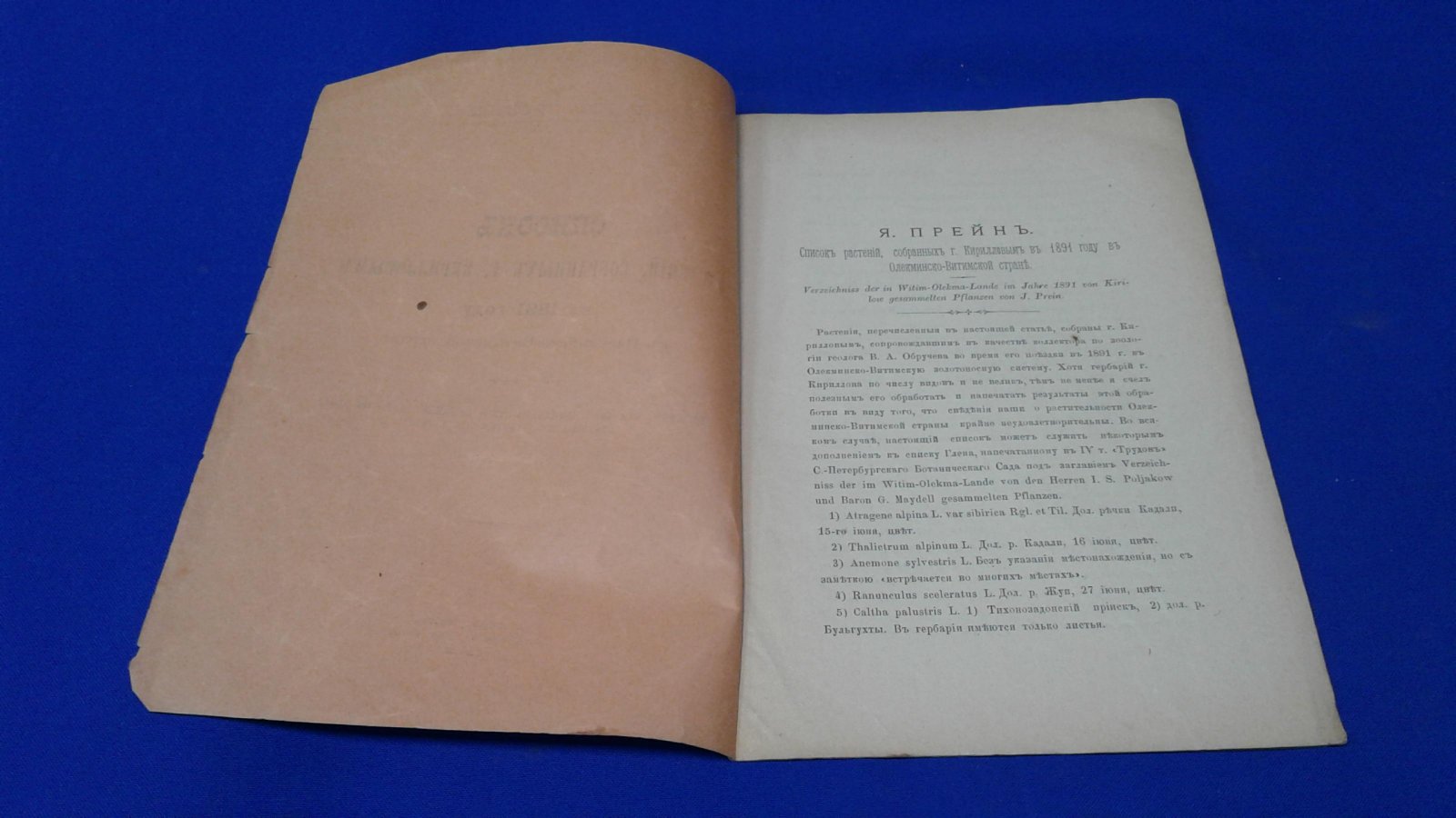 Прейн Я. Список растений, собранных г.Кириллоым в 1891 году в Олекминско-Витимской стране.