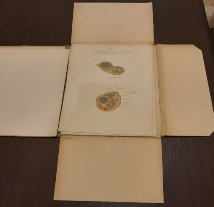 Lange Otto. Topographische anatomie des menschlichen Orbitalinhalts : in tafeln / dargestellt von Otto Lange.