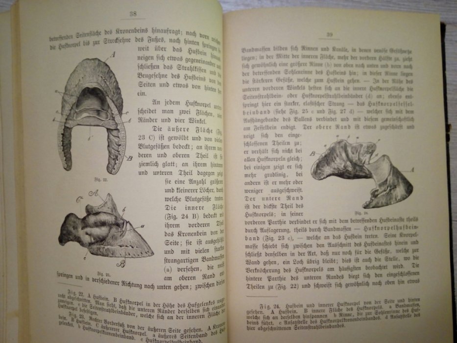 Theodor Leisering. Der Fuss des Pferdes in Rucksicht auf Bau, Verrichtungen und Hufbeschlag