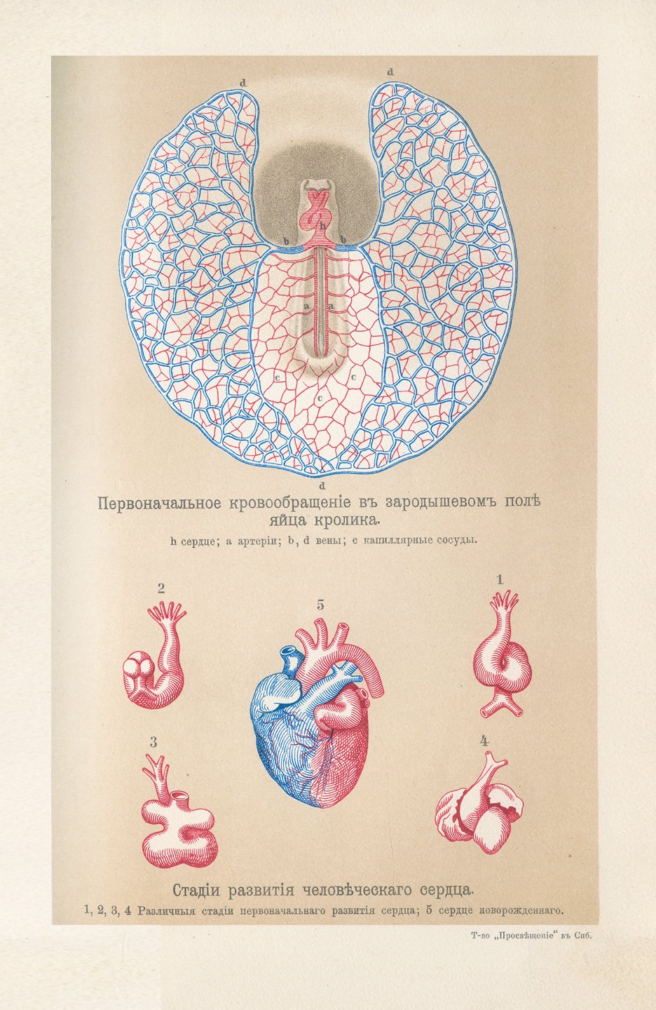 Человек: развитие, строение, жизнь тела; современные и доисторические расы. Полное двухтомное издание (2-е изд.)
