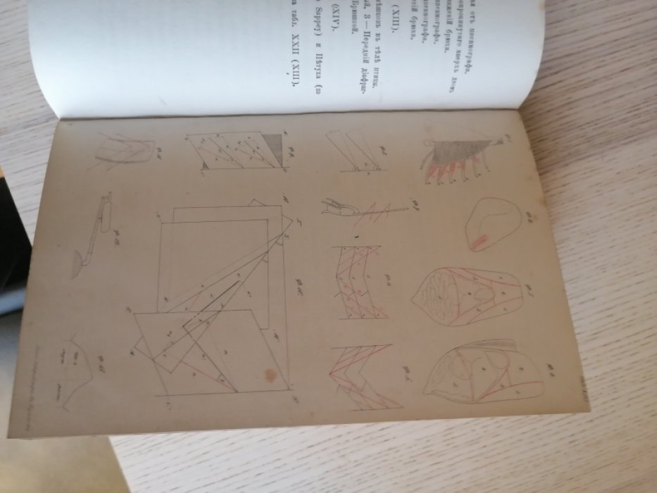 Белецкий Н. Механизм дыхания птиц.