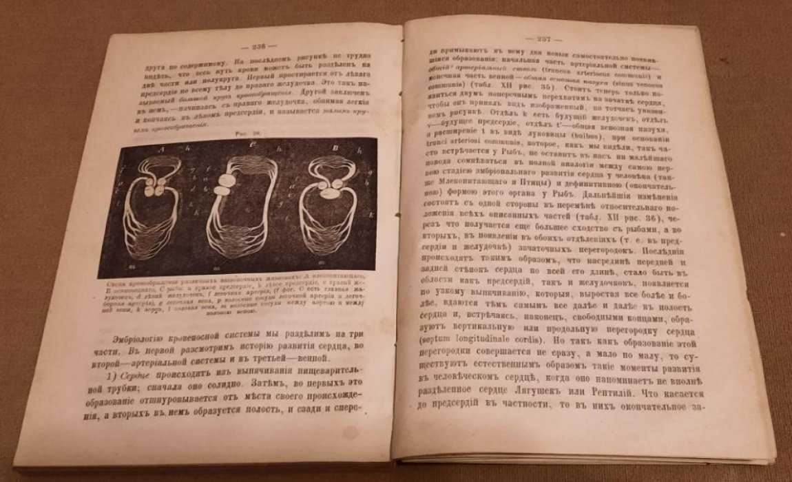 Брандт Э.К. Очерки сравнительной анатомии.