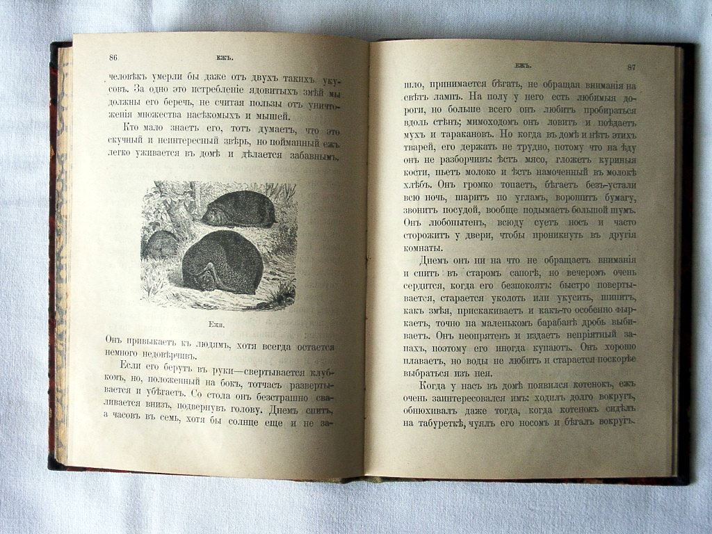 Наши друзья и враги. Зоологические рассказы для детей (с 37 рисунками)