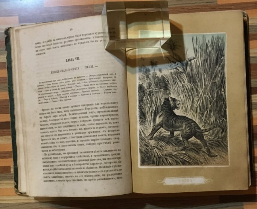 Гартвиг. Тропический мир. В очерках животной и растительной жизни. С шестью хромолитографированными картинами.