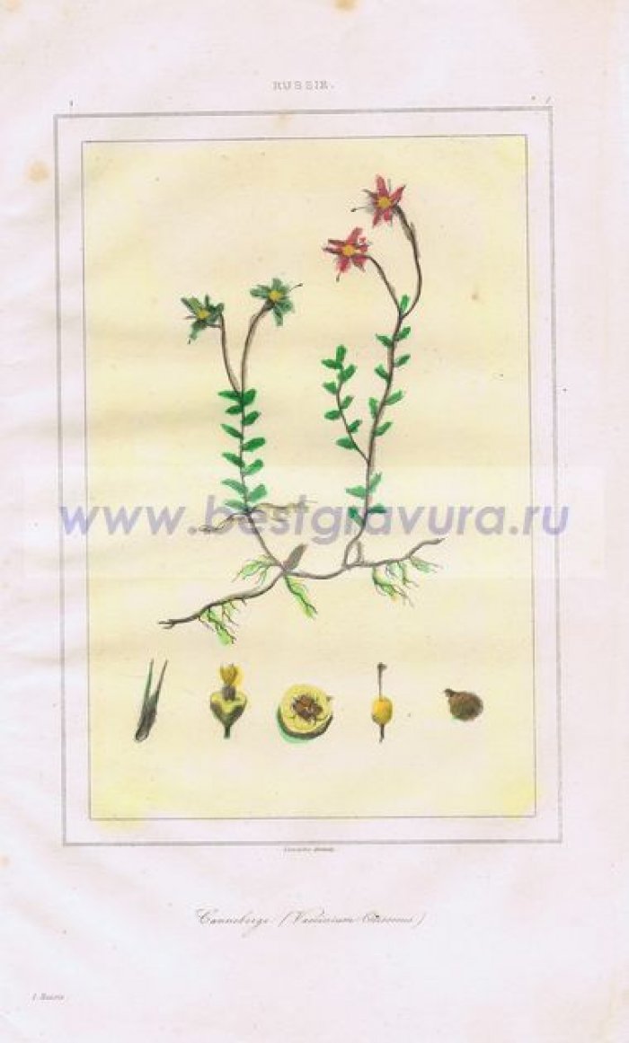 Леметр, Огюстен (Lemaitre, Augustin). Клюква.
