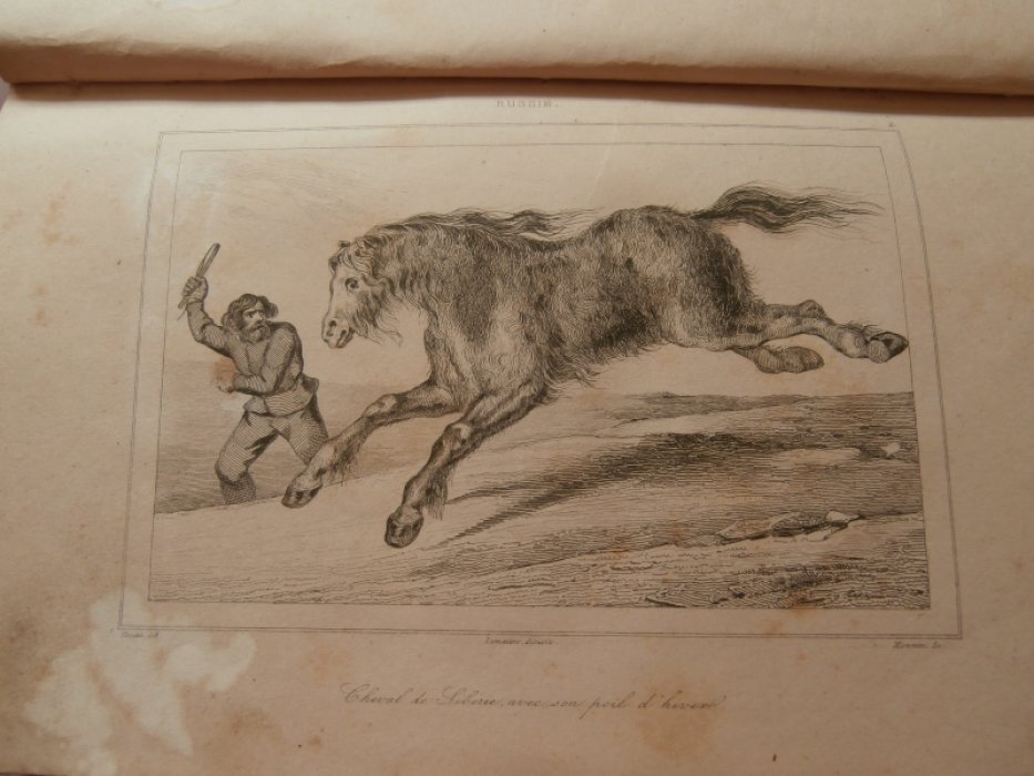 Vernier-худошник-рисовальщик, Monnin-гравер,(Моннен,Марк Антуан Клод,1806 - ?), Автор, директор грав Гравюра на стали `Сибирская лошадь с зимним длинношестрным покровом`.