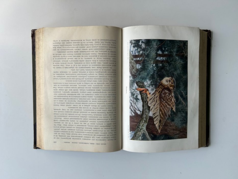 Жизнь животных. Том 8. Птицы III: кукушкообразные, попугаи, ракшеобразные (4-е издание)