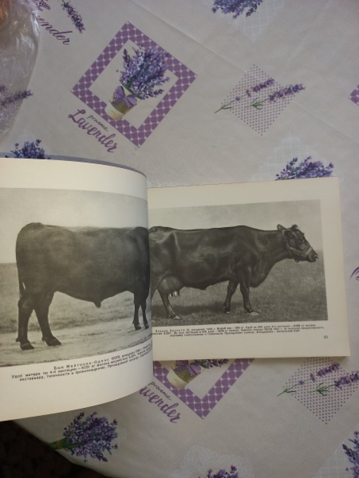 Породы крупного рогатого скота. Лучшие породы и чемпионы по материалам ВСХВ 1954 года