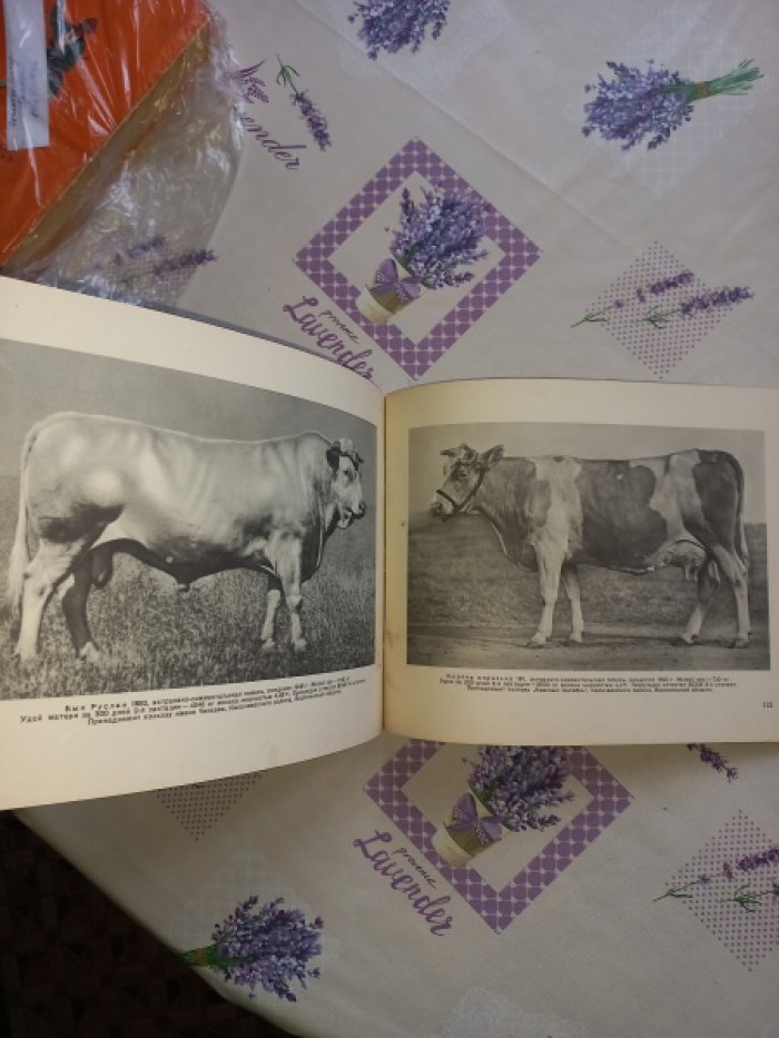 Породы крупного рогатого скота. Лучшие породы и чемпионы по материалам ВСХВ 1954 года