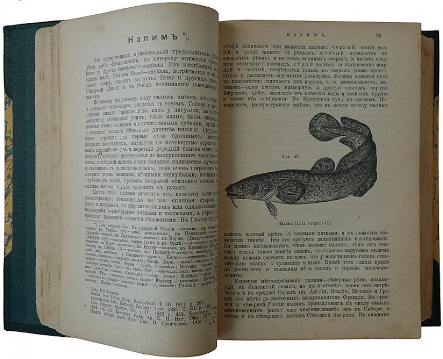 Рыбы России: жизнь и ловля (ужение) пресноводных рыб. Антикварная книга 1911 года (Сабанеев)