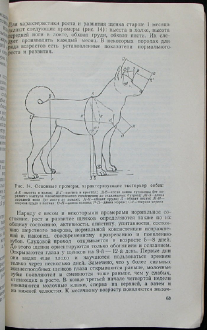 Шерешевский Э.И. Разведение охотничье-промысловых собак.