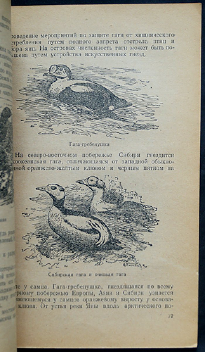 Туров С.С. Охота на водоплавающую дичь.
