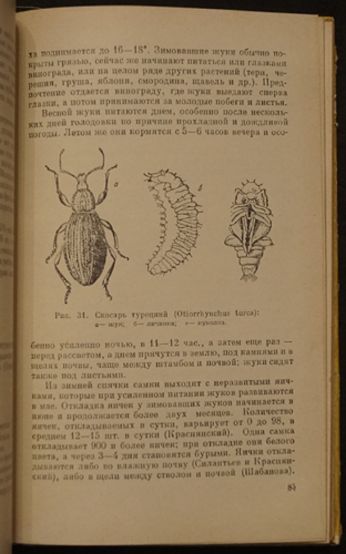 Принц Я. Вредители и болезни виноградной лозы.