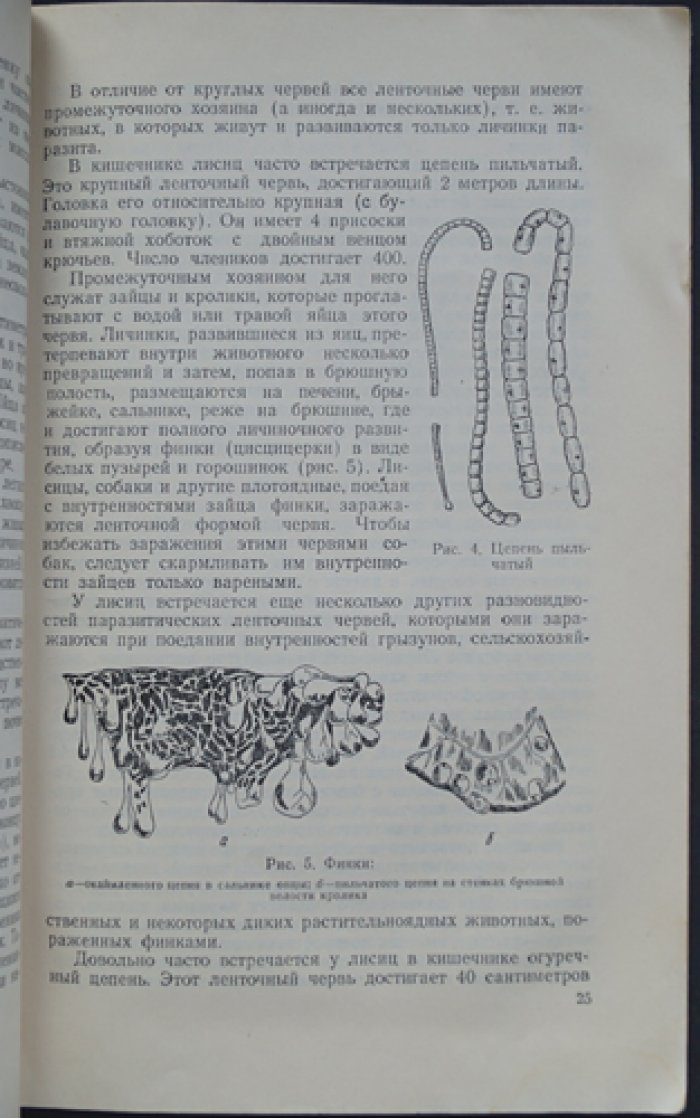 Герасимов Ю.А. Лисица.